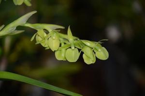 Epidendrum coriifolium
