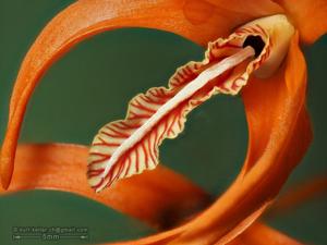 Dendrobium lamyaiae