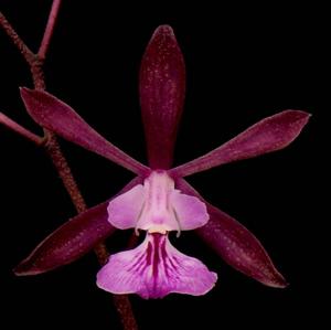 Encyclia moebusii