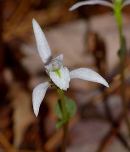 Triphora trianthophoros