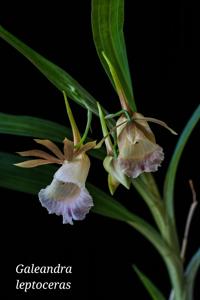 Galeandra leptoceras