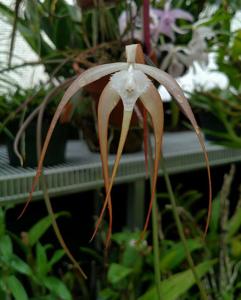 Brassavola appendiculata