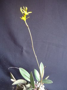 Cattleya flavasulina