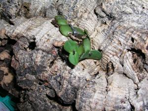 Constantia cipoensis