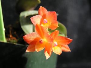 Cattleya cernua