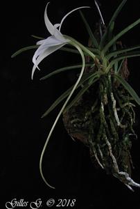 Angraecum rutenbergianum