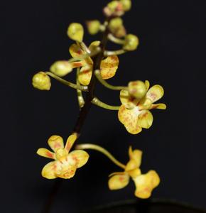 Phalaenopsis chibae