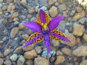Thelymitra speciosa