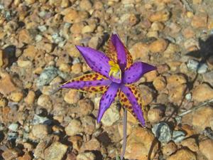 Thelymitra speciosa