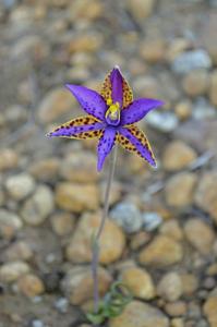 Thelymitra speciosa
