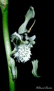 Chloraea piquichen