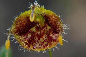 Diodonopsis erinacea
