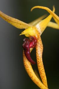 Bulbophyllum recurvilabre