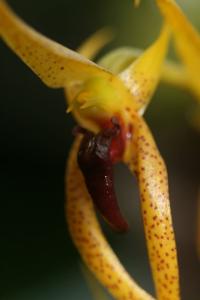 Bulbophyllum recurvilabre
