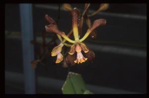 Encyclia parviflora