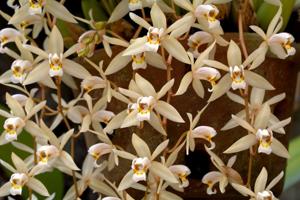 Coelogyne flaccida