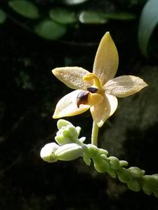 Callostylis pulchella