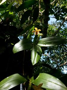 Callostylis pulchella