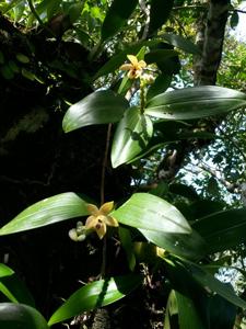 Callostylis pulchella