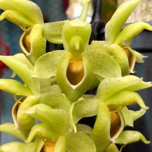 Catasetum complanatum