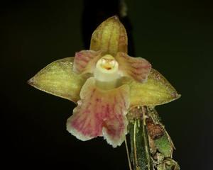 Nemaconia striata