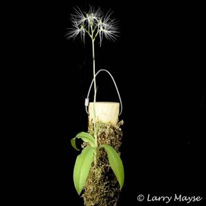 Habenaria medusa