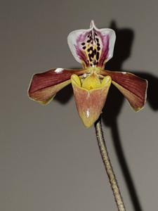 Paphiopedilum gratrixianum