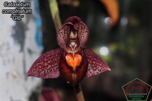 Catasetum complanatum