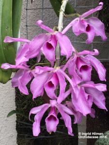 Dendrobium anosmum
