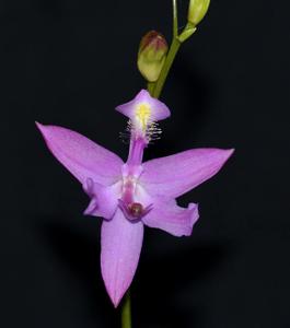 Calopogon tuberosus