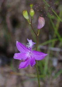 Calopogon tuberosus