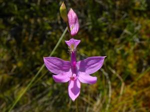 Calopogon tuberosus