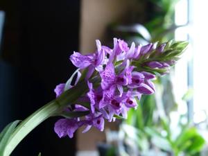 Dactylorhiza purpurella