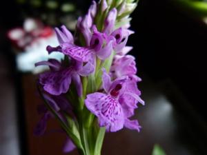 Dactylorhiza purpurella