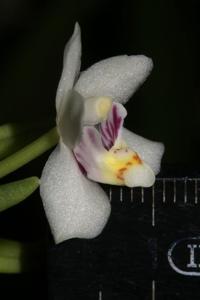 Brachypeza semiteretifolia