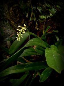 Thelasis carinata