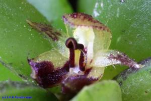 Anathallis johnsonii