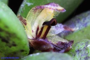 Anathallis johnsonii