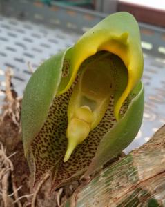 Catasetum macrocarpum