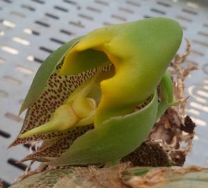 Catasetum macrocarpum