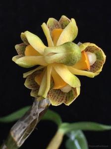 Dendrobium dantaniense