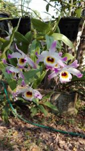 Dendrobium findlayanum
