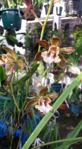 Encyclia altissima