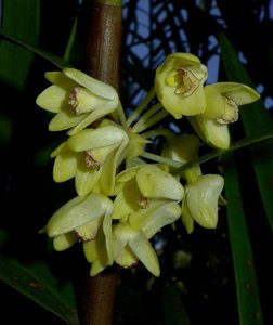 Dendrobium pleianthum