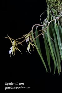 Epidendrum parkinsonianum