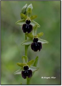 Ophrys sphegodes