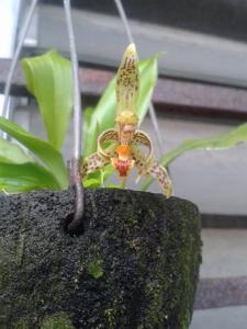 Kefersteinia parvilabris