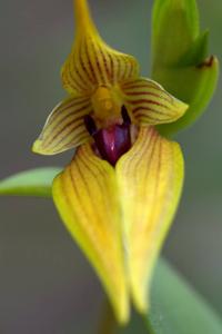 Bulbophyllum amplebracteatum subsp. orthoglossum