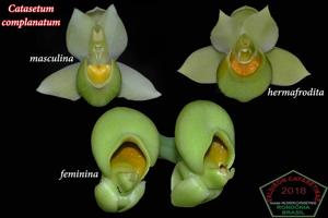 Catasetum complanatum