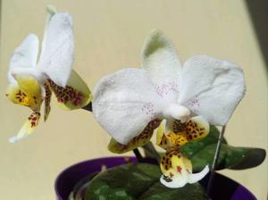Phalaenopsis stuartiana